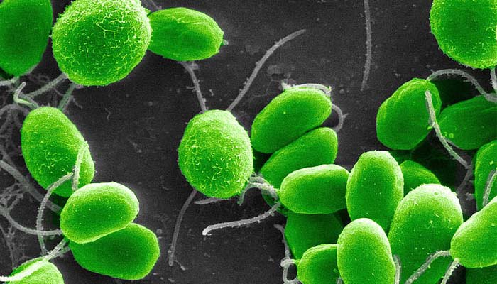 alga clamydomonas