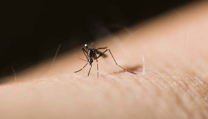 malaria zanzara